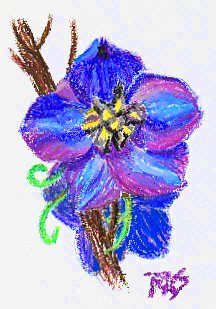 <b>Blue Flower Study</b> in Niji oil pastel on ProArt sketchbook paper by Robert A. Sloan.
