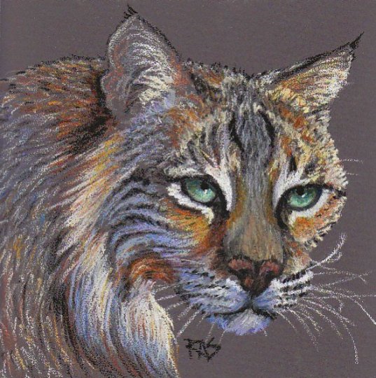 Bobcat by Robert A. Sloan