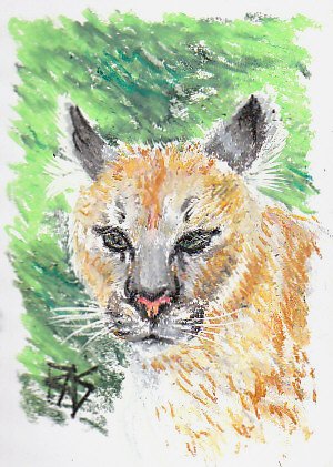 Cougar sketch looking at viewer with mottled green background suggesting foliage, drawn in Reeves oil pastels.