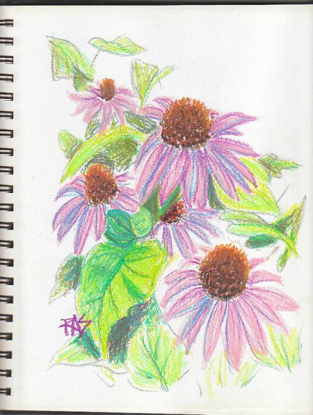 Pale purple Echinacea flowers with big dark brown centers in bright green foliage, sketched loosely by Robert Sloan using Holbein Academic oil pastels