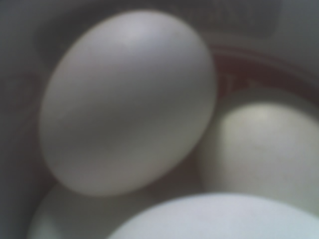 Reference photo of several eggs in a white container by Robert A. Sloan