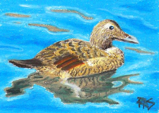 Eider Duck  in Erengi Oil Pastels  by Robert A. Sloan