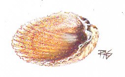 Shell study in Walnut Hollow oil pencils by Robert A. Sloan, gold and brown ridged clam shell half.