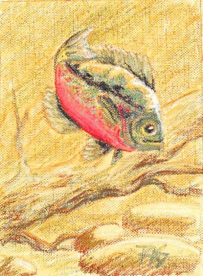 Sunfish study painted from Walter Foster 173 by Robert A. Sloan in oil pastels on canvas paper.