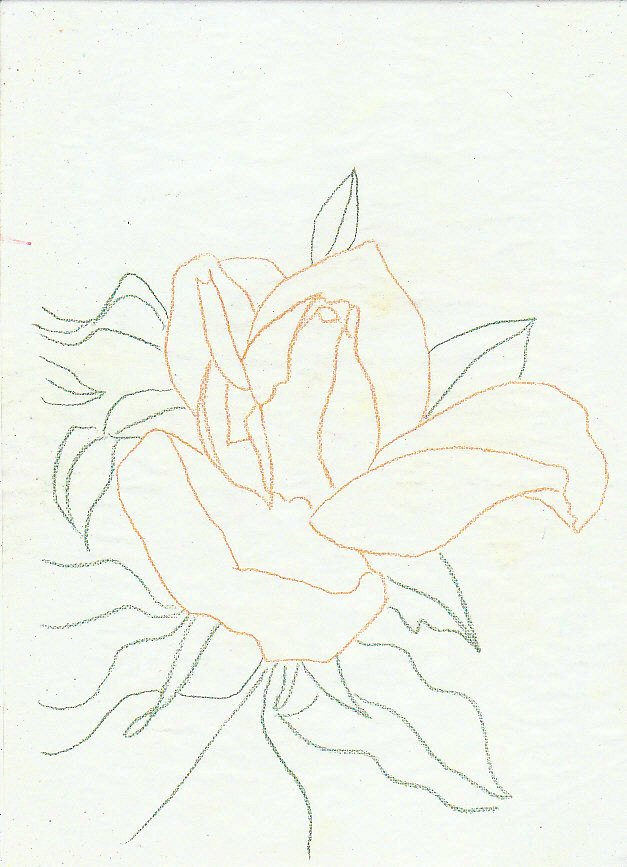 Yellow Rose Traced Outlines