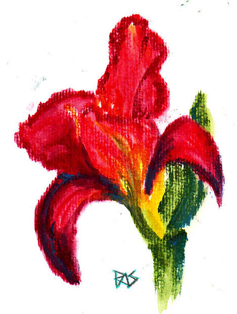 A Red Lily drawn dry on wet paper using Daniel Smith watercolor sticks, by Robert A. Sloan