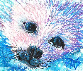 Baby seal in oil pastels, pink sunlit fur, blue-violet shadowed fur, black eyes and nose with blue highlights and black whiskers done in Walnut Hollow oil pencils by Robert Sloan.