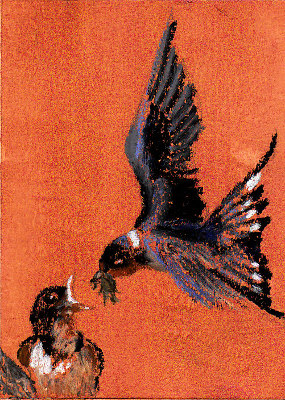 Barn Swallow Blocked In, by Robert A. Sloan