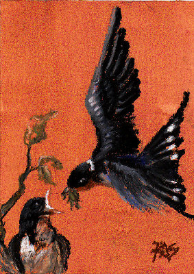 Barn Swallow by Robert A. Sloan