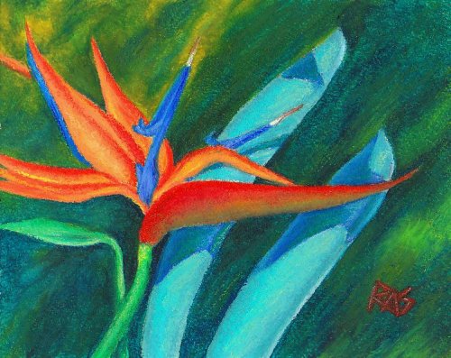 Oil pastel painting of a Bird of Paradise flower on dark green background by Robert  A. Sloan.