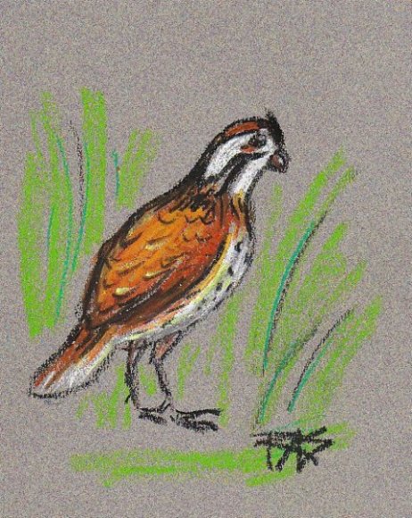 Bird Sketch by Robert A. Sloan