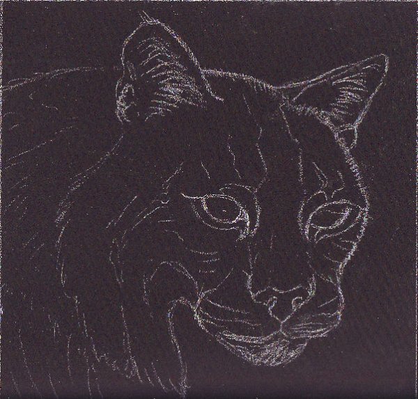 Bobcat sketch in white on Aubergine Colourfix sanded pastel paper.