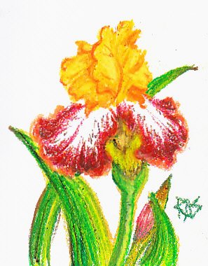 Sketch of a bronze bearded iris with golden center petals and bronze with white lower petals, green stems and leaves.
