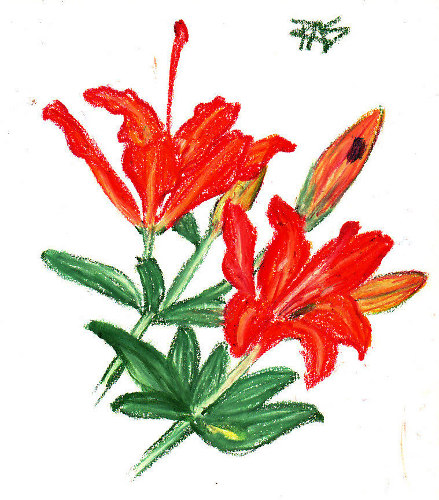 Day Lilies -- life sketch by Robert A. Sloan