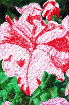 Red used to block in shading on pink petunia