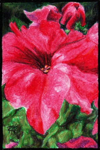 Pink Petunia by Robert A. Sloan