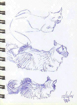 Three gesture sketches of a longhair Siamese cat laying down, each one a bit more detailed.