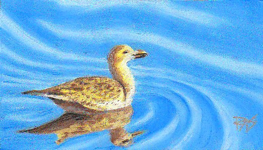 Oil pastel painting of a brown seabird with reflections on sky blue rippled water painted by Robert  A. Sloan from a photo by Wendell Dennis.