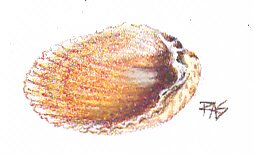Shell study in Walnut Hollow oil pencils by Robert A. Sloan, gold and brown ridged clam shell half.